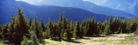 Evergreen trees with mountains in background, Olympic Mountains, Olympic Peninsula, Washington State, USA Fine Art Print