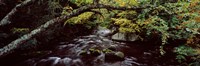 Stream flowing through a forest, Adirondack Mountains, New York State, USA Fine Art Print