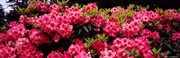 Pink Rhododendrons plants in a garden, Coos Bay, Oregon Fine Art Print