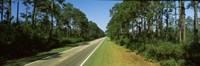 Trees both sides of a road, Route 98, Apalachicola, Panhandle, Florida, USA Fine Art Print