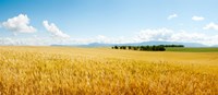 Wheat field near D8, Brunet, Plateau de Valensole, Alpes-de-Haute-Provence, Provence-Alpes-Cote d'Azur, France Fine Art Print