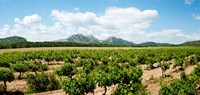 Vineyard, Les Baux de Provence, Eyguieres, Bouches-du-Rhone, Provence-Alpes-Cote d'Azur, France Fine Art Print