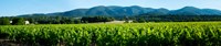 Vineyards along D27, Vaugines, Vaucluse, Provence-Alpes-Cote d'Azur, France Fine Art Print