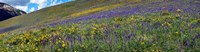 Hillside with yellow sunflowers and purple larkspur, Crested Butte, Gunnison County, Colorado, USA Fine Art Print