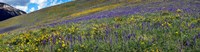 Hillside with yellow sunflowers and purple larkspur, Crested Butte, Gunnison County, Colorado, USA by Panoramic Images - 35" x 9" - $28.99