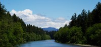 River flowing through a forest, Queets Rainforest, Olympic National Park, Washington State, USA by Panoramic Images - 19" x 9"