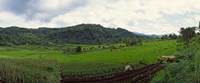 Terraced Rice Field Indonesia