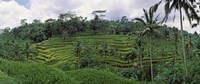 Terraced rice field, Bali, Indonesia Fine Art Print