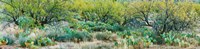 Prickly pear cacti surrounds mesquite trees, Oro Valley, Arizona, USA Fine Art Print