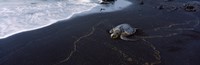 Hawksbill Turtle (Eretmochelys Imbricata) on the beach, Punaluu Beach, Hawaii, USA Fine Art Print