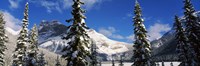 Snow covered trees with mountain range in the background, Emerald Lake, Yoho National Park, Canada Fine Art Print