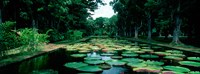 Lily pads floating on water, Pamplemousses Gardens, Mauritius Island, Mauritius Fine Art Print