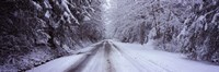 Snow covered road passing through a forest, Fidalgo Island, Skagit County, Washington State Fine Art Print