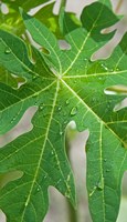 Raindrops on papaya tree leaf, La Digue, Seychelles Fine Art Print