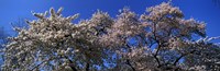 Top of a Cherry blossom, St. James's Park, London, England Fine Art Print