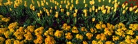Yellow Flower Bed, Hyde Park, City of Westminster, London, England Fine Art Print