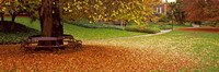 Autumn Leaves in a Park, Christchurch, South Island, New Zealand Fine Art Print