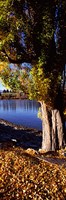 Banks of Lake Wakatipu, Queenstown, South Island, New Zealand Fine Art Print