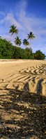 Palm trees on the beach, Rarotonga, Cook Islands, New Zealand Fine Art Print