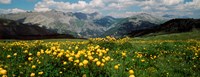 Blooming buttercup flowers in a field, Champs Pass, France by Panoramic Images - 23" x 9"