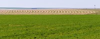 Harvested Alfalfa Field Patterns Oklahoma USA
