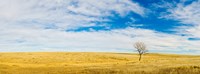 Lone Hackberry tree in autumn plains, South Dakota Fine Art Print