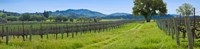Vineyard in Sonoma Valley California USA