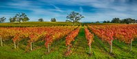 Autumn vineyard at Napa Valley, California, USA Fine Art Print
