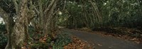 Path passing through a forest, Maui, Hawaii, USA Fine Art Print