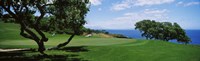 Trees on a golf course, The Manele Golf course, Lanai City, Hawaii, USA Fine Art Print
