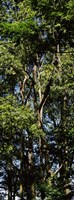 Low angle view of a tree, Hawaii, USA Fine Art Print