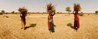 Women carrying firewood on their heads, India Fine Art Print