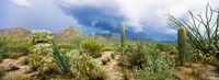 Saguaro National Park, Tucson, Arizona Fine Art Print