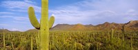 Cactus Field, Saguaro National Park, Arizona Fine Art Print