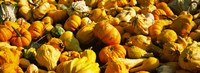 Pumpkins and gourds in a farm, Half Moon Bay, California, USA by Panoramic Images - 24" x 9"