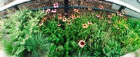 Flower bed, High Line, Chelsea, Manhattan, New York City, New York State, USA Fine Art Print