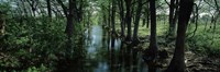 Trees along Blanco River, Texas, USA by Panoramic Images - 28" x 9"