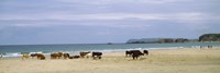 Cows on the beach, White Rocks Bay, County Antrim, Northern Ireland Fine Art Print