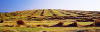 Harvested wheat field, Palouse County, Washington State, USA Fine Art Print