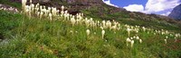 Close Up of Beargrass, US Glacier National Park, Montana Fine Art Print