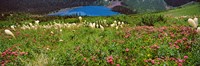 Beargrass with Grinnell Lake in the background, Montana Fine Art Print