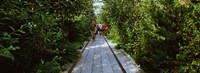 People walking on walkway in an elevated park, High Line, New York City, New York State, USA Fine Art Print