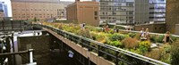 Tourists in an elevated park, High Line, Manhattan, New York City, New York State, USA Fine Art Print