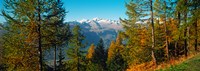 Trees in autumn at Simplon Pass, Valais Canton, Switzerland (horizontal) Fine Art Print
