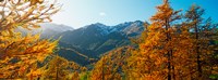Larch trees in autumn at Simplon Pass, Valais Canton, Switzerland Fine Art Print