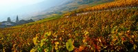 Vineyards and village in autumn, Valais Canton, Switzerland Fine Art Print