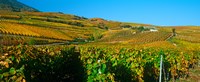 Vineyards in Valais Canton, Switzerland Fine Art Print