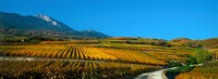 Vineyards in autumn, Valais Canton, Switzerland Fine Art Print