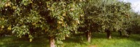 Pear trees in an orchard, Hood River, Oregon by Panoramic Images - 27" x 9"