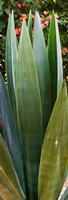 Close-up of a domestic Agave plant, Baja California, Mexico Fine Art Print